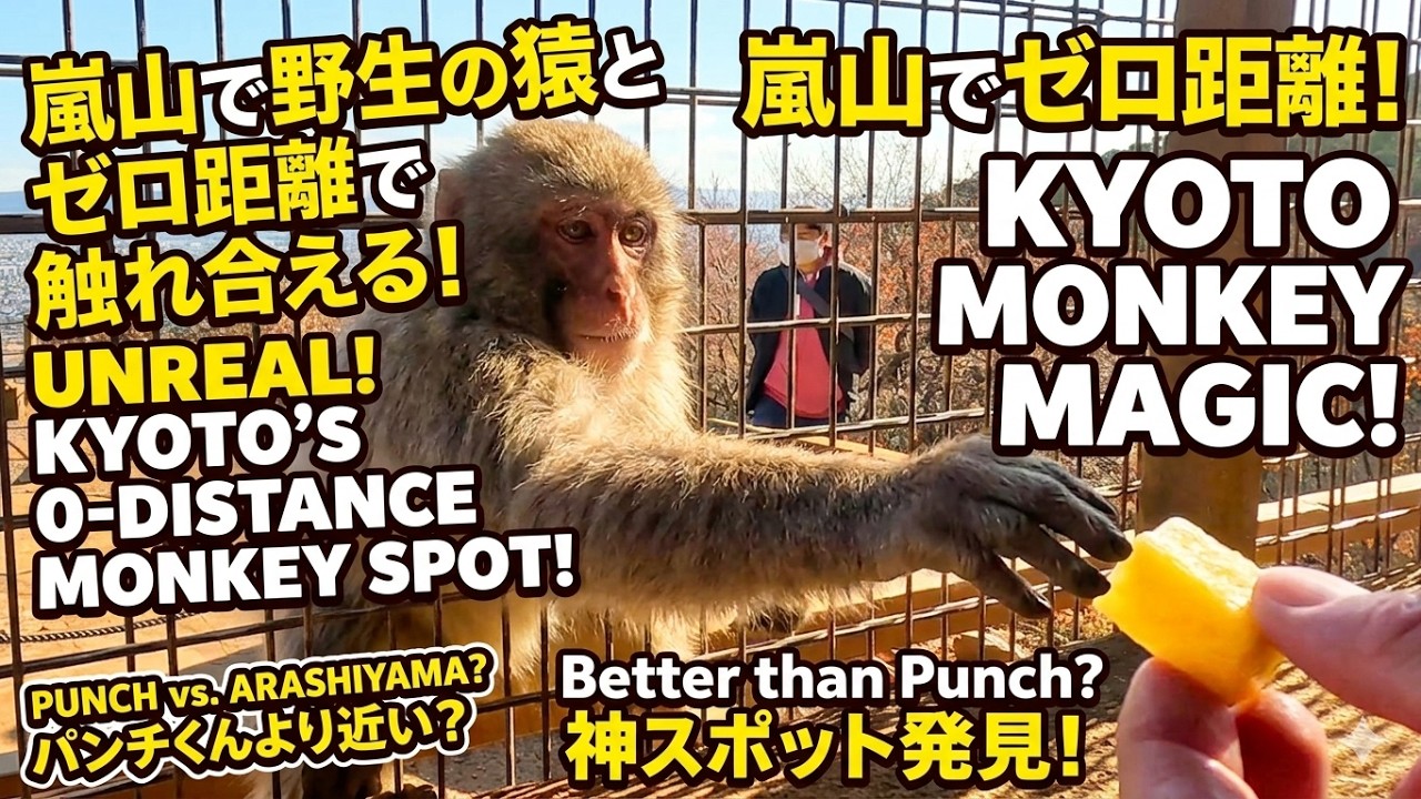 パンチくん（punch）より近い？京都の嵐山で野生の猿とゼロ距離で触れ合える神スポット / monpai monyet 小猿 子ザル 嵐山いわたやまモンキーパーク モンキー SNOW MONKEY