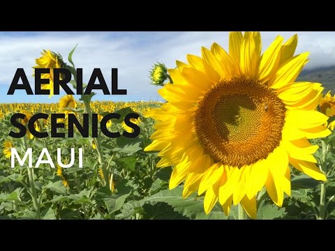 Aerial View Scenics Maui PacifIc Bio Diesel Sunflower Field