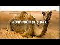Adaptation of camel