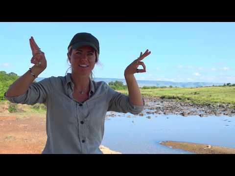 A Celebration of safariLIVE