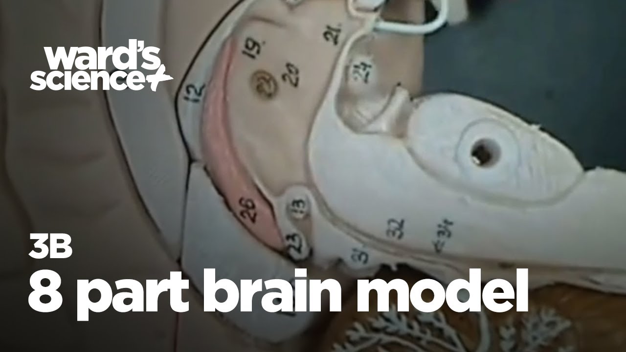 3B 8 Part Brain Model