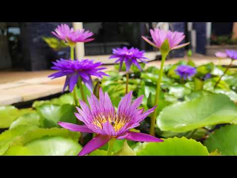 Flowers With Love In 4K   [ ]   Bangkok Pattaya Trip Ep 13