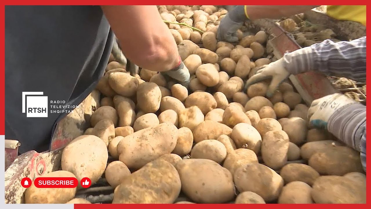 Prodhimi i perimeve në Devoll, patatet dhe qepët tregtohen me çmim më të ulët nga viti i kaluar