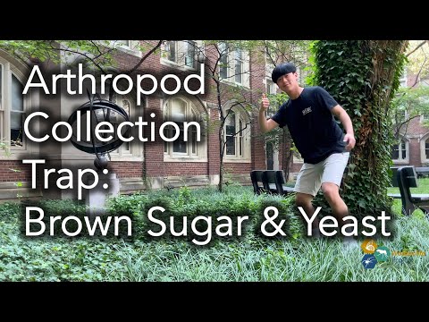 Arthropod Collection Trap: Brown Sugar & Yeast