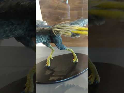 始祖鳥: 11番が最古