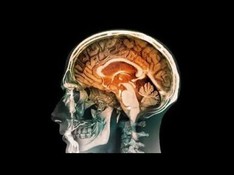How the Human Brain Works