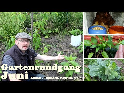 Gartenrundgang Juni 2015 Hühner Küken aus Naturbrut / Tomaten / Süßkartoffeln / Mulchen