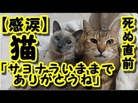 招き猫の物語 招き猫