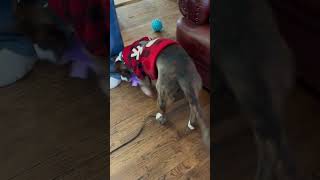 Video preview image #1 American Pit Bull Terrier-Mountain Cur Mix Puppy For Sale in Oakhurst, NJ, USA