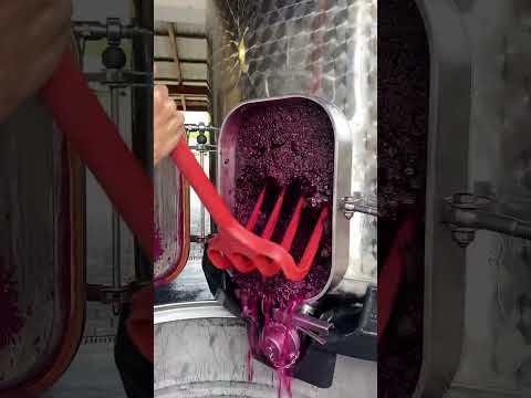 Unlock the secret to rich color and bold flavor: the power of skin fermentation 🍇