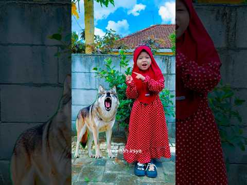 Ada Serigala ?  Masuk Rumah