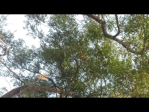 L R Ranjitha Research is live!