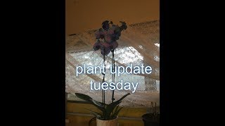 PLANT UPDATE WHAT IS THAT?