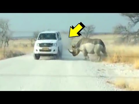 Furious Animals: What are Giant Animals Capable of? | The Law of the Strongest