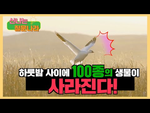 , title : '하룻밤 사이에 100종의 생물이 없어진다?! ! -전환 ②-  [신나는 질문나라 2편]'