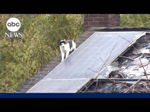 Animal sanctuary owner, roughly 100 cats die in fire, officials say