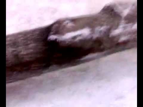 Adevara Mafie a Padurilor din Boisoara.mp4