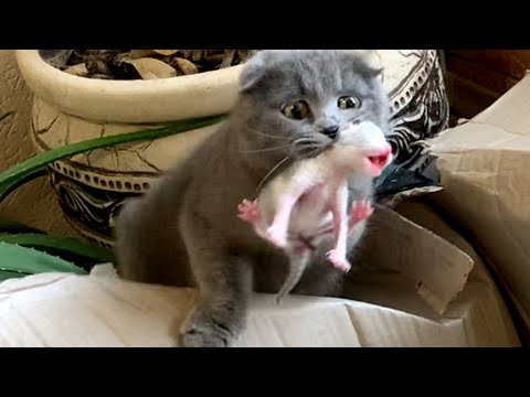 The cat carries its newborn kittens