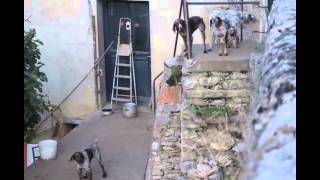 2014 10 04 INCIVISME CANIN A MONTRICOUX !