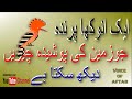 Hoopoe HUD HUD Bird Story In Urdu Hindi ایک انوکھا پرندہ