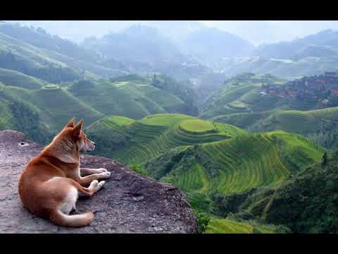 Tudor Constantinescu - Isolation