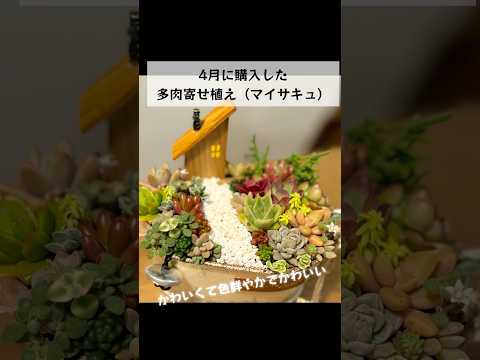 園芸 モンテレアーレマンネングサ、モンドヴィマンネングサ、クロスリーフセダム