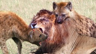 Angry Hyena attacks Lion and steal the food, Harsh Life of Wild Animals