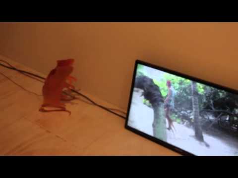 Sergei Tcherepnin "Pied Piper Part II: Ringing Rocks, 2013