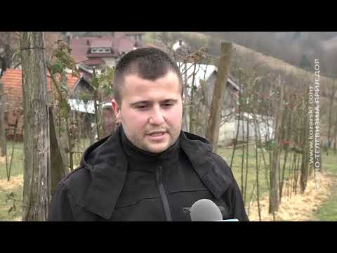 NAJMLAĐI PROIZVOĐAČ KUPINA U OŠTROJ LUCI