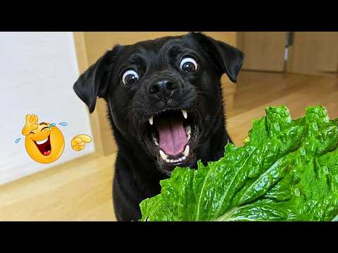 You Can’t Stop Laughing At These Dogs 🤣 FUNNIEST DOGS Video 2026