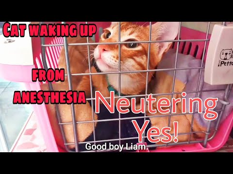 Cat neutering surgery|Cat waking up from anesthesia