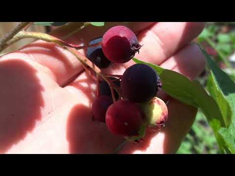 Afini Canadieni la Ghiveci - Saskatoon Berry Soiul Smoky