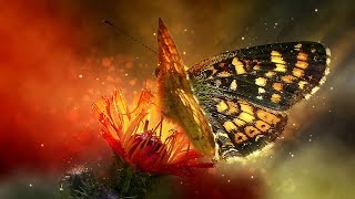 Musica per sollevare l&#39; anima ed eliminare i pensieri negativi