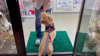 Reunion with his favorite female doctor explodes Bisuke's love【Golden retriever puppy】