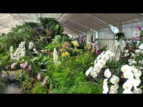 Orchids green house - Queen Sirikit Bota