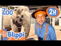 Blippi Goes To San Diego Zoo Best Animal Videos For Kids Kids Songs And Nursery Rhymes