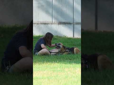 Video di BAGHERA