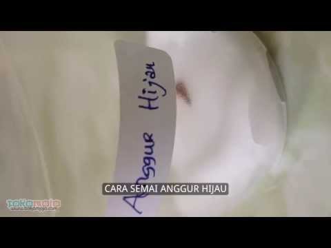 download lagu mp3 mp4 Green Globe Grapes, download lagu Green Globe Grapes gratis, unduh video klip Green Globe Grapes