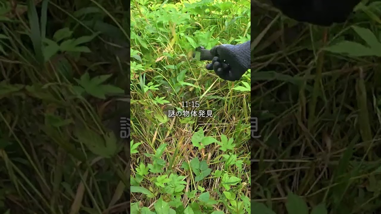 都会の男は虫が嫌い #vlog #山開拓 #diy