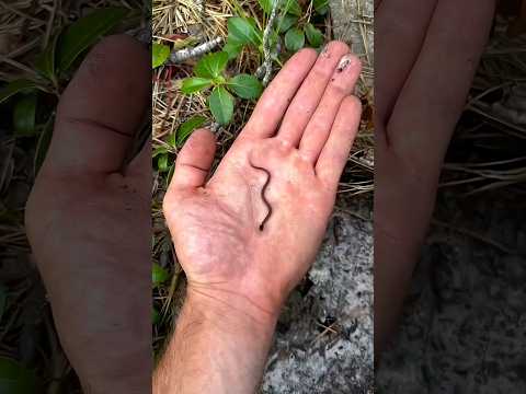 Baby Animal Transformation!💀😱🐾 #animals