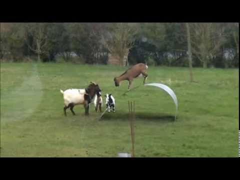 Cabras Equilibristas!