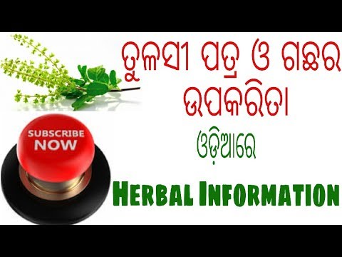 ତୁଳସୀ ପତ୍ରର ଉପକାରିତା ,Benefits of tulsi leaves in odia,herbal information -3,varkha mohapatra Video