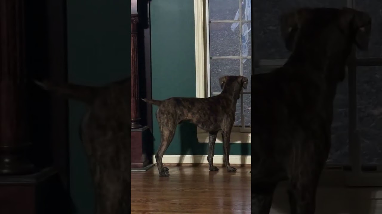 Gage, a Adoptable mixed breed in Atlanta, GA video 6/6