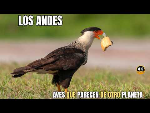 THE ANDES: Paradise of Beautiful Birds | DOCUMENTARY Episode 3
