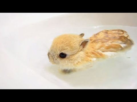 , title : '小兔子不慎掉进水盆里，主人本想捞起来，接下来请憋住别笑！'