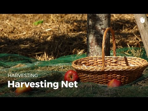 Learn how to use a harvesting net