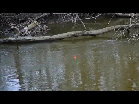 INSANE STEELHEAD BOBBER DOWNS IN TINY CREEK - Spring Steelhead Fishing 2022