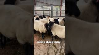 Selling sheep at the Mart.