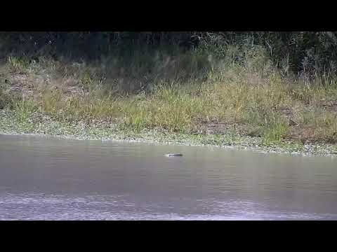 Djuma: Monitor Lizard swimming in dam - 09:55 - 01/23/2022