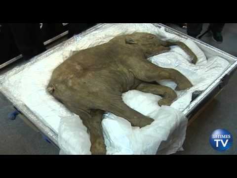 A  42,000-Year-Old Baby Woolly Mammoth Arrives In Hong Kong